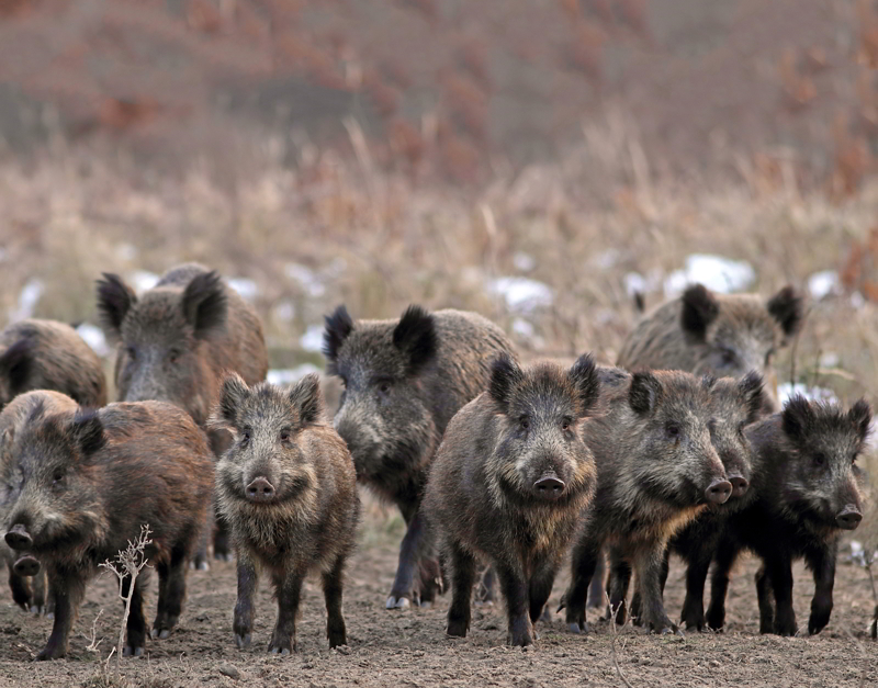 Sagra paesana a San Giuliano Terme