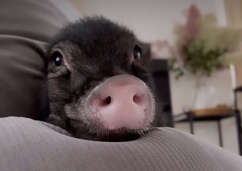 Il grugno del cinghiale che grufola