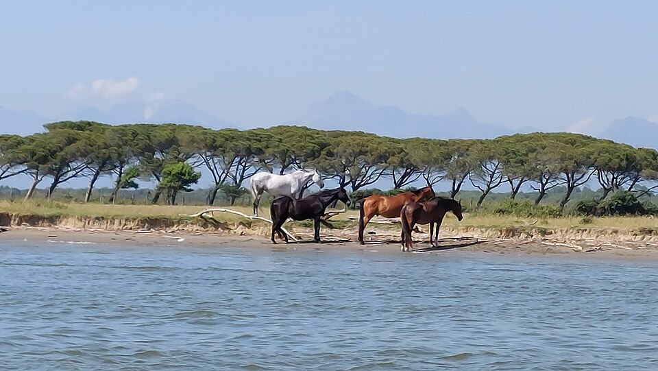 Parco di San Rossore