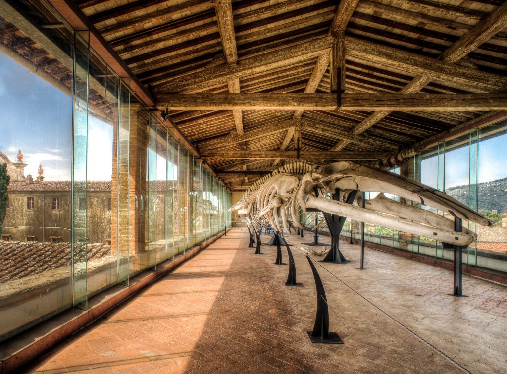 Galleria dei Cetacei al Museo di Storia Naturale