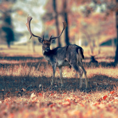 Parco di San Rossore Migliarino